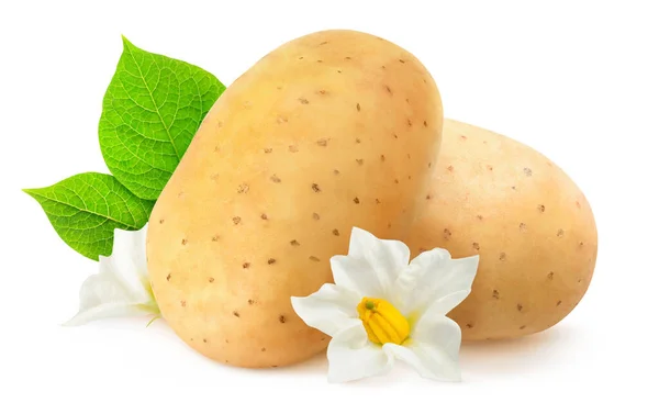 Patatas Aisladas Dos Frutas Patata Crudas Hojas Flores Aisladas Sobre — Foto de Stock