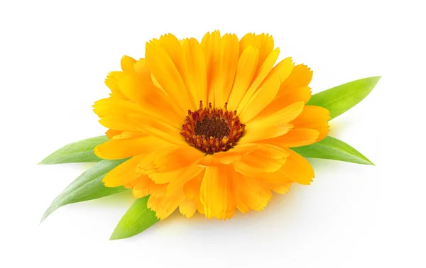 Una Testa Fiore Calendula Calendula Con Foglie Isolate Sfondo Bianco — Foto Stock