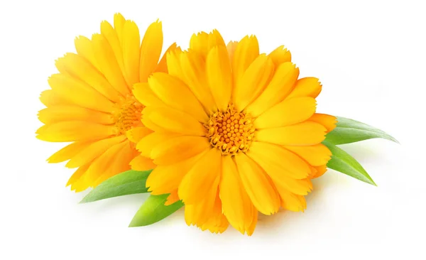 Due Fiori Calendula Fiori Calendula Isolati Sfondo Bianco — Foto Stock