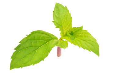 Beyaz arkaplanda izole edilmiş taze nane dalı