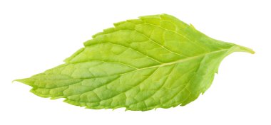 Taze nane yaprağı üzerinde beyaz izole