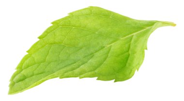 Beyaza izole edilmiş taze bir nane yaprağı.