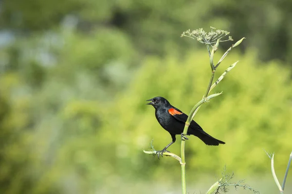 Roter Geflügelter Schwarzer Vogel Hockt Auf Einer Annis Pflanze — Stockfoto