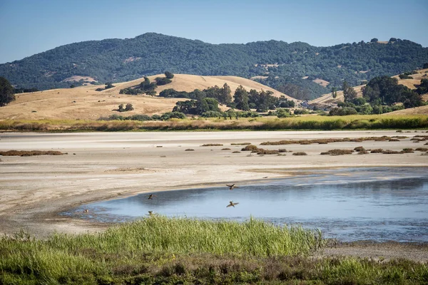Wetlands Vogel Toevlucht Wandel Park Beschermde Landoppervlak Wildlife Petaluma Californië — Stockfoto