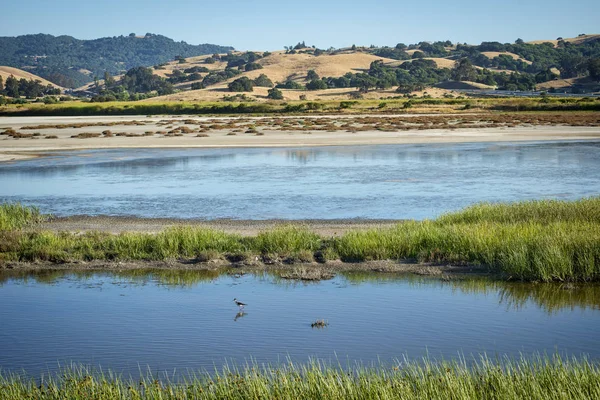 Wetlands Bird Refuge Walking Park Protected Land Wildlife Area Petaluma — Fotografia de Stock