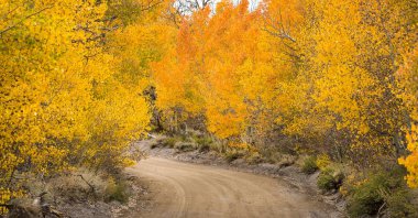 Toprak yol güzel grove Aspen ağaçların arasından sonbaharda çalışır.