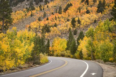 Yol bir canlı sonbahar sahne, Aspens Bloom ile lider