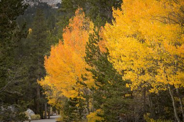 Sonbahar manzara güzel Aspens Doğu Sierra çam ağaçları ile çevrili.