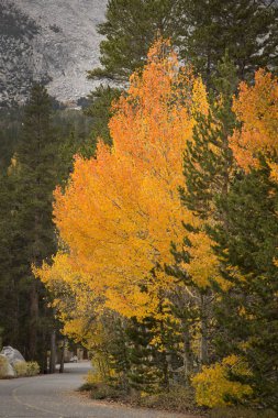 Renkli sonbahar çalışan karayolu Aspen ağaçlar ve yeşil çam, Doğu Sierra