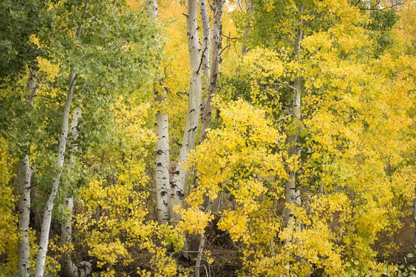 Sierra Oriental Durante Outono Bosque Aspen Árvores — Fotografia de Stock