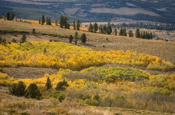 Boschi Aspen Punteggiano Collina Nelle Sierras Orientali Della California — Foto Stock