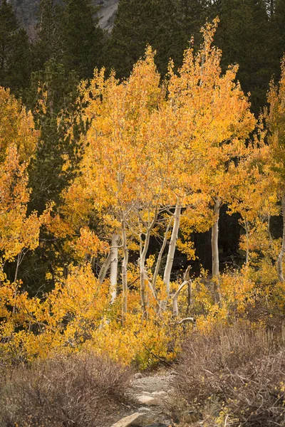 Aspen Tree Eastern Sierra Full Autumn Color — Stock Photo, Image