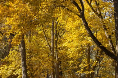Sonbaharda, sürü altın sarı renk güzel ağaçlar