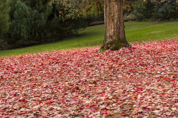 Φθινόπωρο Χρωματιστά Φύλλα Κουβέρτα Του Εδάφους Γύρω Από Δέντρο Που — Φωτογραφία Αρχείου