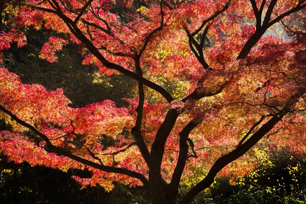 Autumn scene, Red Japanese Maple tree being backlit by the sun