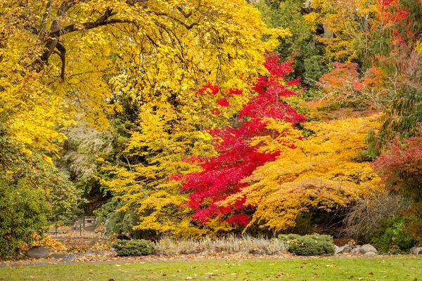 Scena Autunnale Con Molti Alberi Colori Autunnali Lithia Park Oregon — Foto Stock