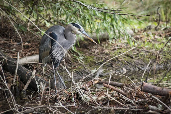 Gran Garza Azul Búsqueda Alimentos Banco Pequeño Arroyo Nothe California — Foto de Stock