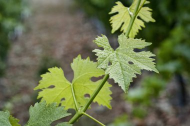 Grapvine bir bağ büyüyen detay