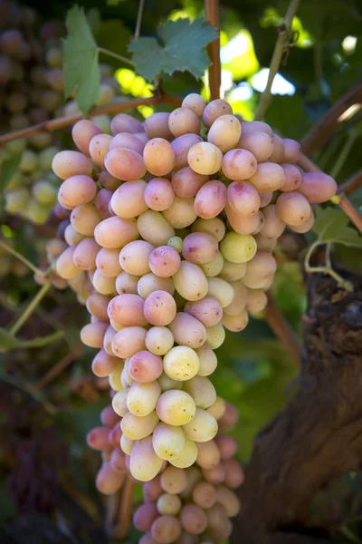 Schöne Trauben Von Tafeltrauben Rosa Und Gelb — Stockfoto