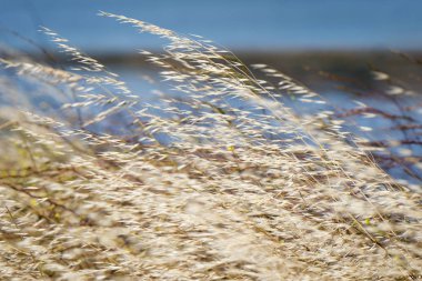 Rüzgarda esen yaz otları