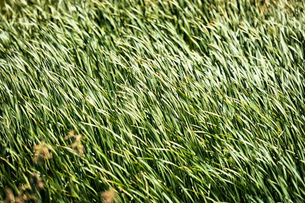 Reeds verde exuberante sendo soprado pelo vento — Fotografia de Stock