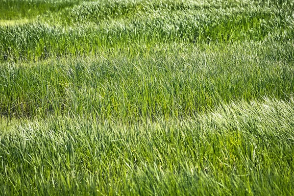 Zelená travnatá plocha v útočišti ptáků — Stock fotografie
