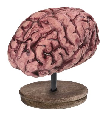 Düşüncelerimizi ve hareketlerimizi ürettiğimiz insan beyninin büyük bir modeli.