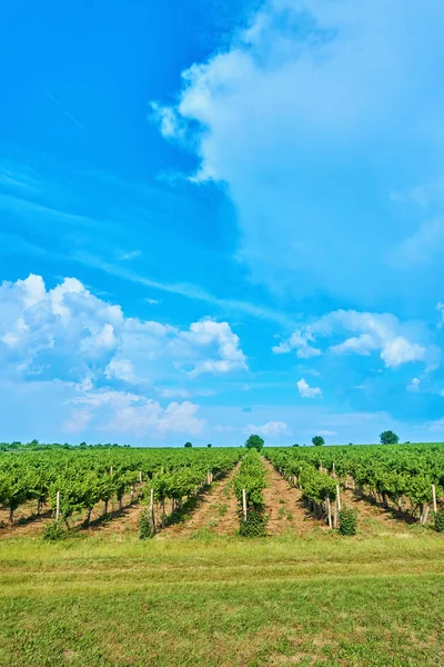 Brillante Día Soleado Viñedo Sobre Colina Con Hermoso Cielo Azul — Foto de Stock