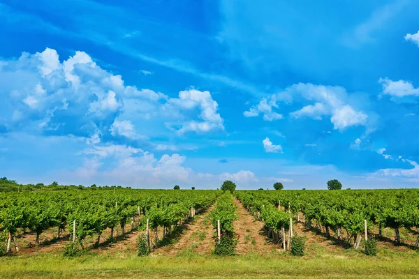 Brillante Día Soleado Viñedo Sobre Colina Con Hermoso Cielo Azul — Foto de Stock