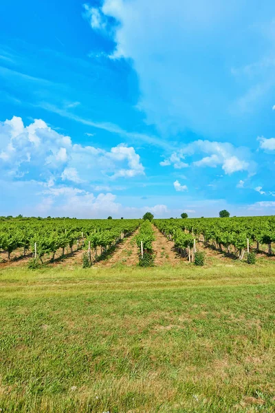 Brillante Día Soleado Viñedo Sobre Colina Con Hermoso Cielo Azul — Foto de Stock