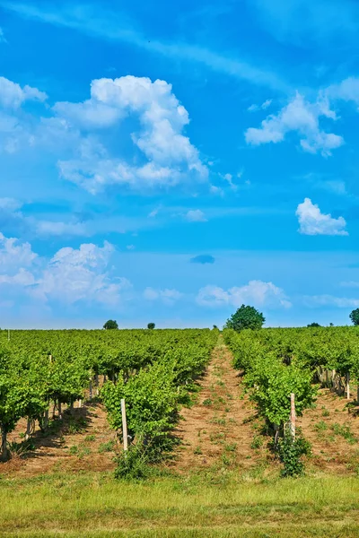 Brillante Día Soleado Viñedo Sobre Colina Con Hermoso Cielo Azul — Foto de Stock