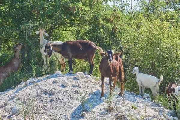 Cabras Alimentadas Con Hierba Pastos Italia Día Soleado Brillante — Foto de Stock