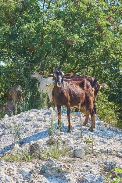 Grama Fed Cabras Pastagem Itália Dia Ensolarado Brilhante — Fotografia de Stock