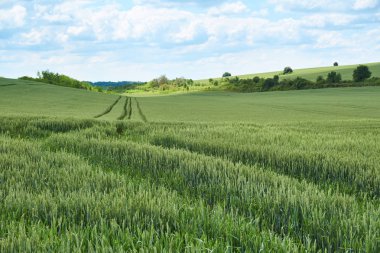 Parlak güneşli yaz gün büyük bulutlar genç buğday yeşil alanın üzerinde          
