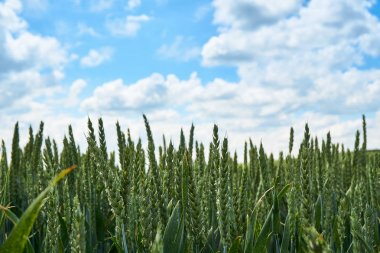 Parlak güneşli yaz gün büyük bulutlar genç buğday yeşil alanın üzerinde          