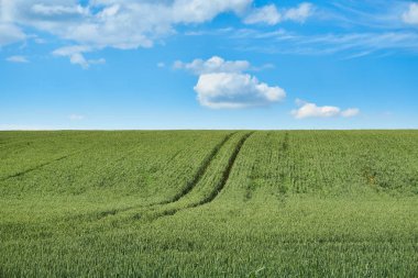 Parlak güneşli yaz gün büyük bulutlar genç buğday yeşil alanın üzerinde          