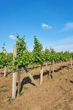 Parlak güneşli bir günde bağ bulutlar ile güzel mavi gökyüzü ile tepe üzerinde          
