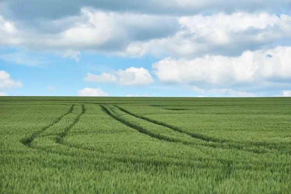 明るい日当たりの良い夏の日大きな雲若い小麦のグリーン フィールド — ストック写真