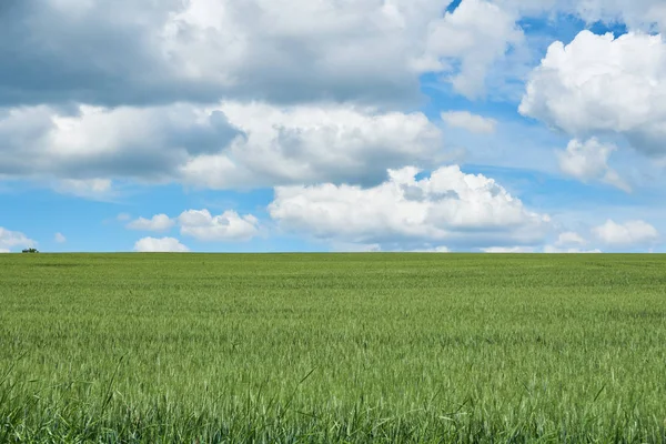 Bright Sunny Summer Day Large Clouds Green Field Young Wheat — Stock Photo, Image