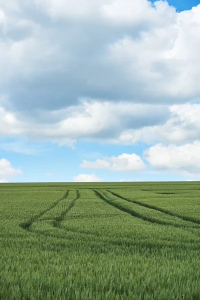 明亮的阳光灿烂的夏天一天大上空的云块绿色的原野的麦苗 — 图库照片