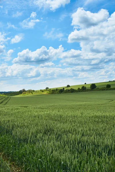 Jasný Slunečný Letní Den Velké Mraky Nad Zelené Louce Mladé — Stock fotografie