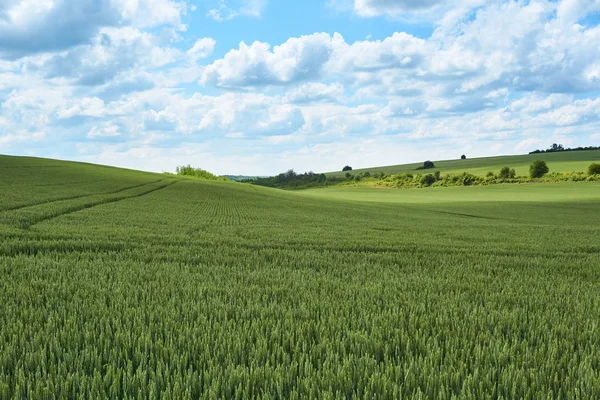 Journée Été Ensoleillée Brillante Grands Nuages Sur Champ Vert Jeunes — Photo