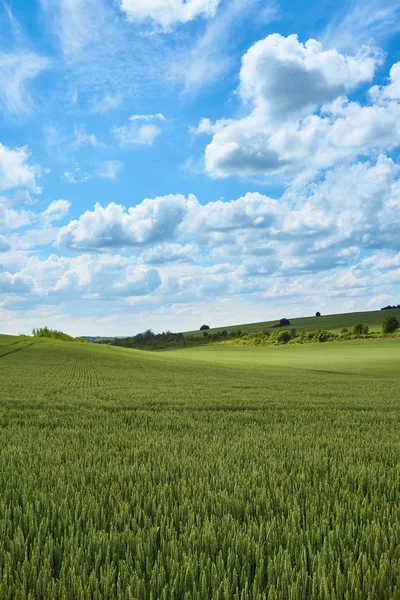明亮的阳光灿烂的夏天一天大上空的云块绿色的原野的麦苗 — 图库照片
