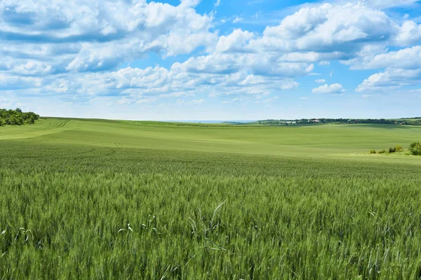 Jasný Slunečný Letní Den Velké Mraky Nad Zelené Louce Mladé — Stock fotografie