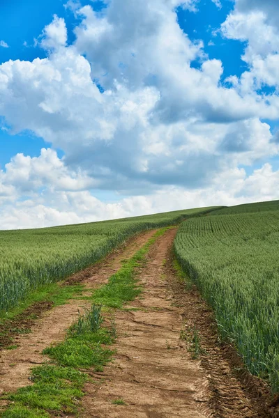 Strahlend Sonniger Sommertag Große Wolken Über Dem Grünen Feld Des — Stockfoto