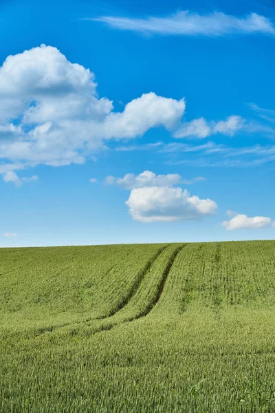 Bright Sunny Summer Day Large Clouds Green Field Young Wheat — Stock Photo, Image