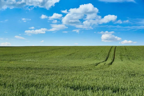 Bright Sunny Summer Day Large Clouds Green Field Young Wheat — Stock Photo, Image