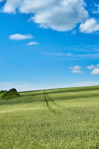 明るい日当たりの良い夏の日大きな雲若い小麦のグリーン フィールド — ストック写真