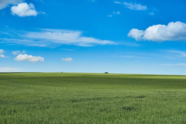 Parlak güneşli yaz gün büyük bulutlar genç buğday yeşil alanın üzerinde          