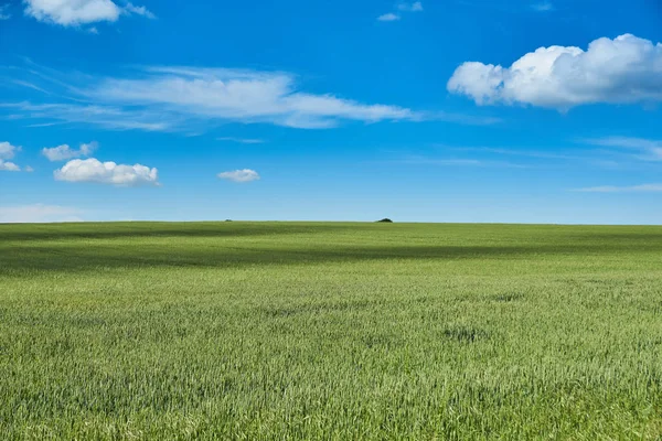 Parlak güneşli yaz gün büyük bulutlar genç buğday yeşil alanın üzerinde          